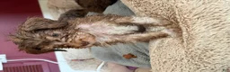 Bernedoodle dogs for sale: Zuzu - Ad 10