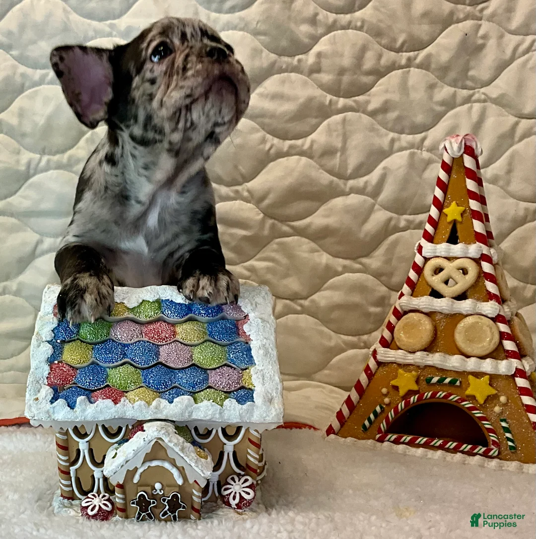 French Bulldog dogs for sale: Force  - Ad 17