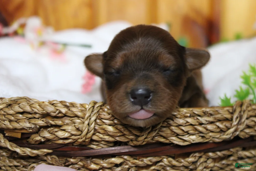 Yorkiepoo dogs for sale: Trusty - Ad 2