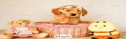 Goldendoodle dogs for sale: Maple - Ad 6