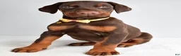 Doberman Pinscher dogs for sale: Hassan - Ad 7