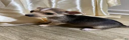 Chihuahua dogs for sale: Chihuahua Puppy 1 - Ad 1