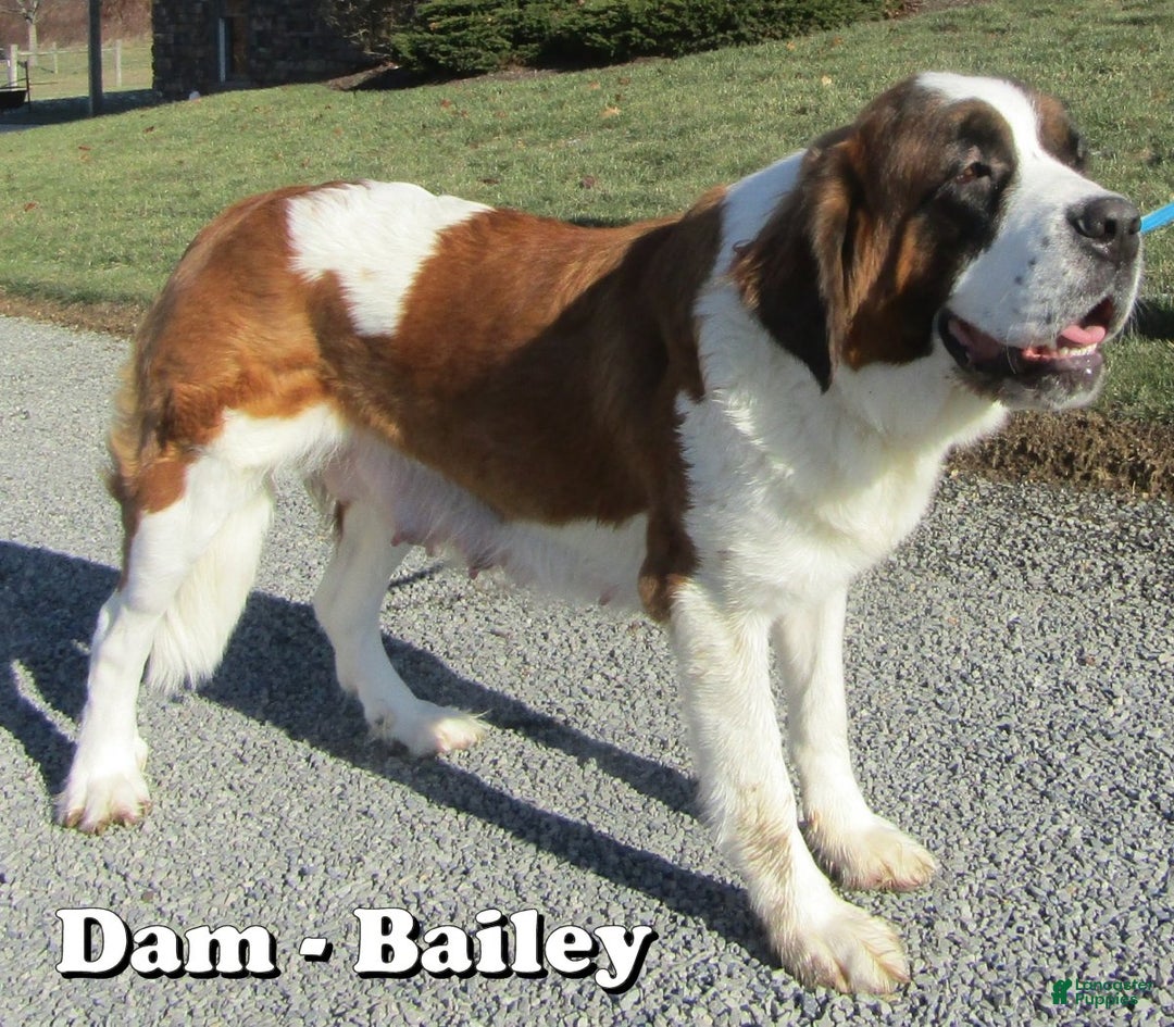 Saint Berdoodles dogs for sale: George - Ad 7