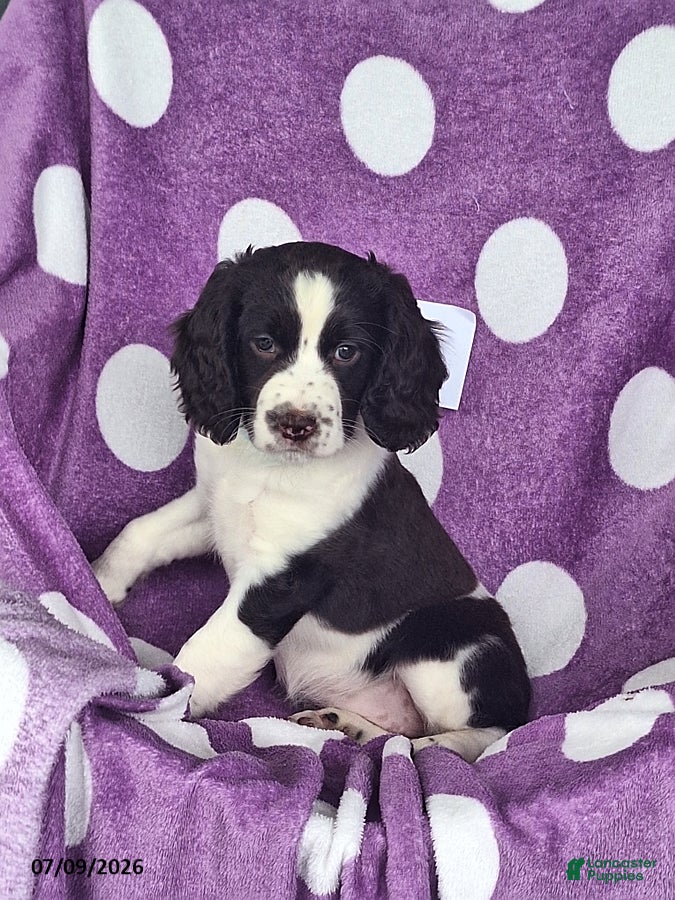 English Springer Spaniel dogs Penny - Ad 2
