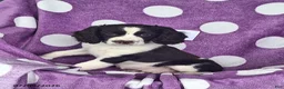 English Springer Spaniel dogs for sale: Penny - Ad 2