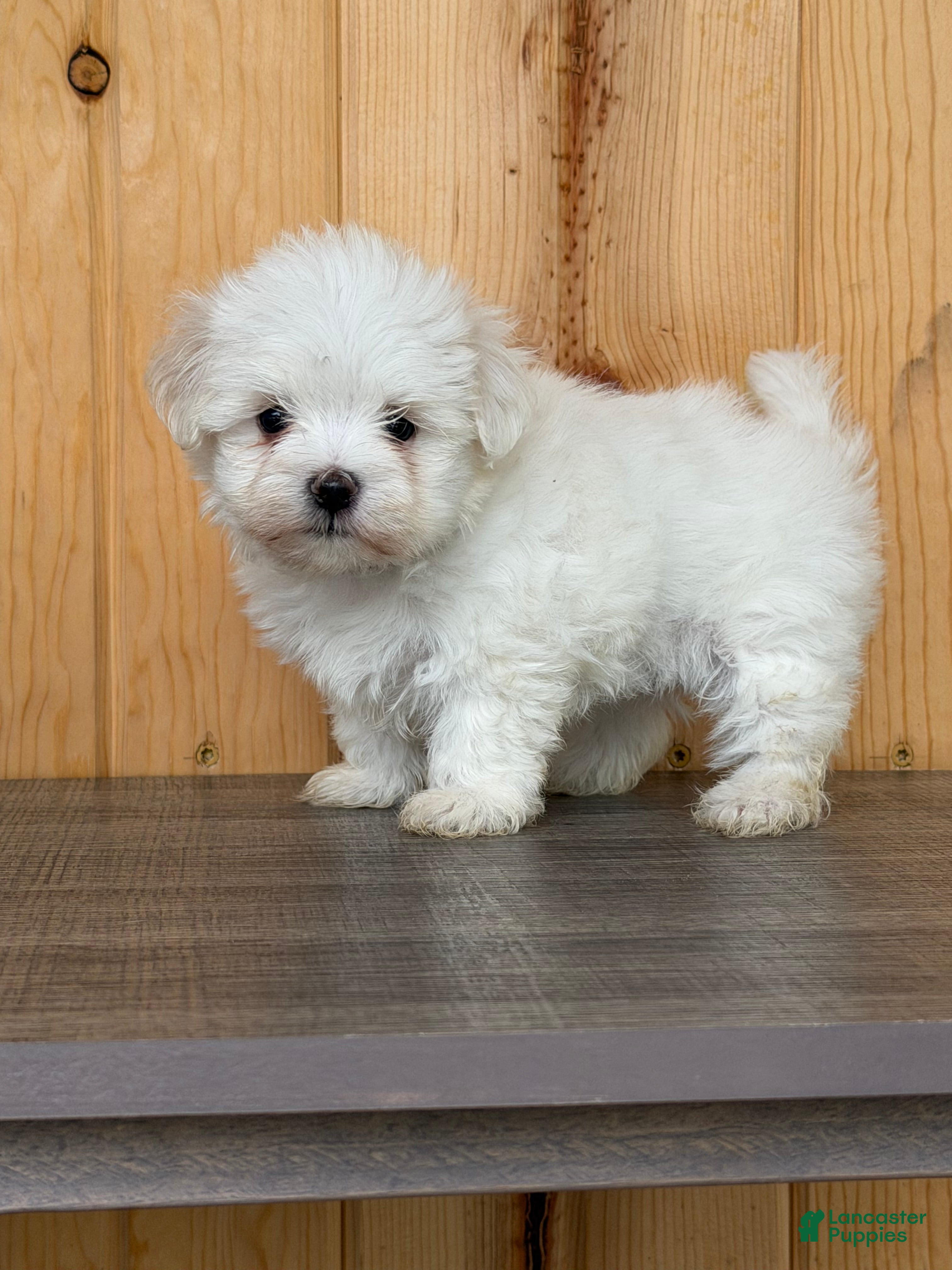 Maltese dogs Twila - Ad 2