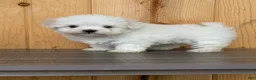 Maltese dogs for sale: Twila - Ad 2