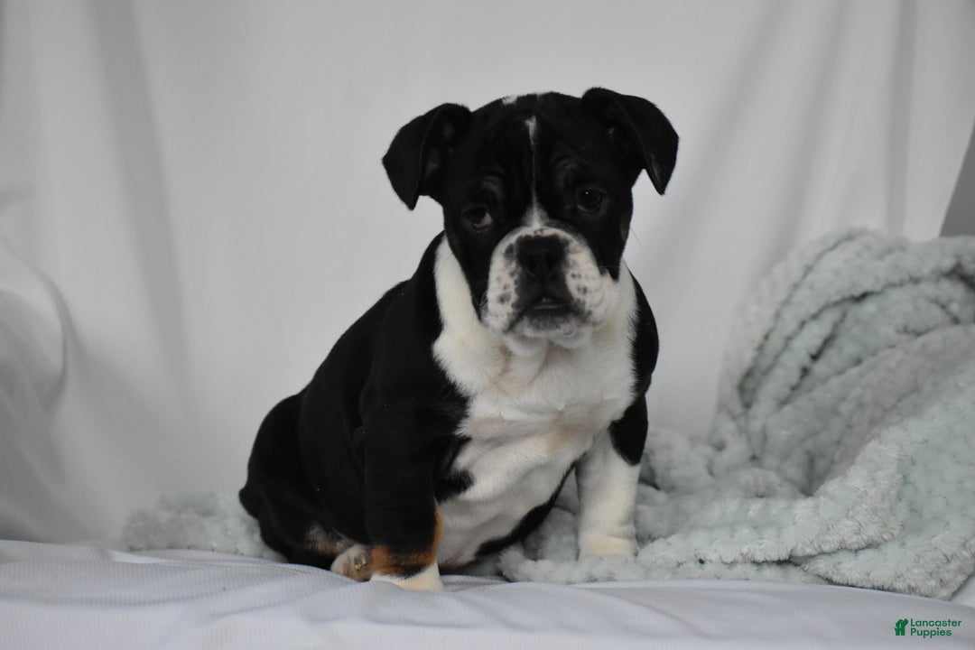 Mixed Breed dogs for sale: Hope - Ad 5