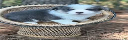 Welsh Corgi Pembroke dogs for sale: Bluie  - Ad 1