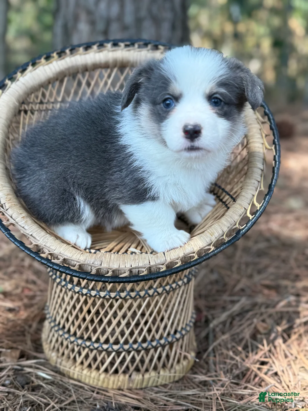 Welsh Corgi Pembroke dogs for sale: Bluie  - Ad 1