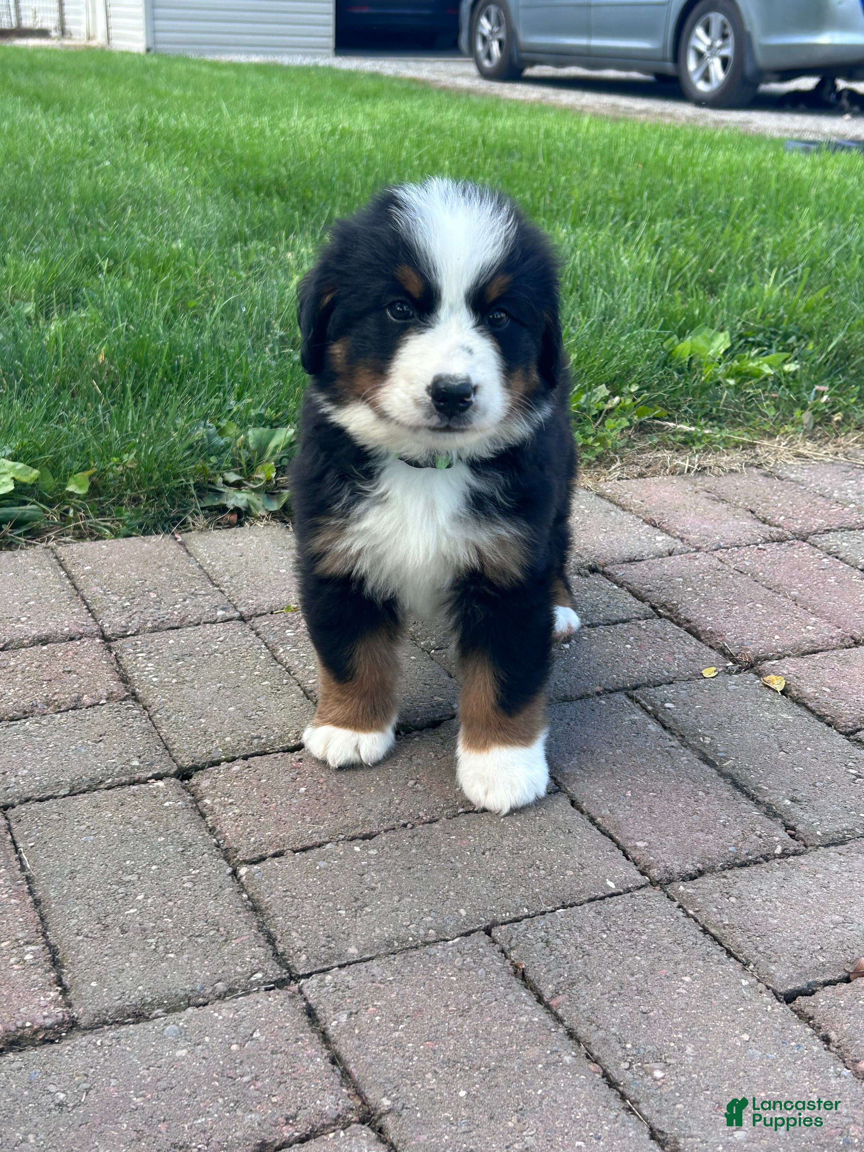 Bernese Mountain Dog dogs Gus - Ad 2