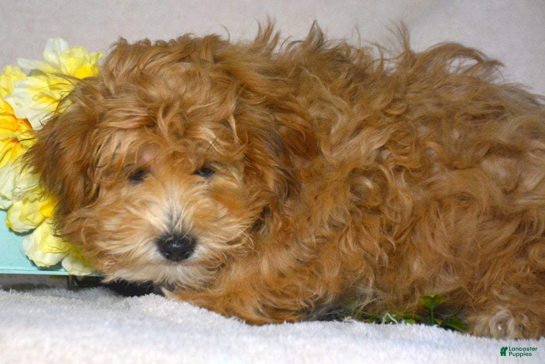 Shihpoo dogs for sale: Shihpoo Puppy 1 Sarge - Ad 1