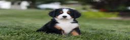 Bernese Mountain Dog dogs for sale: Savannah - Ad 4