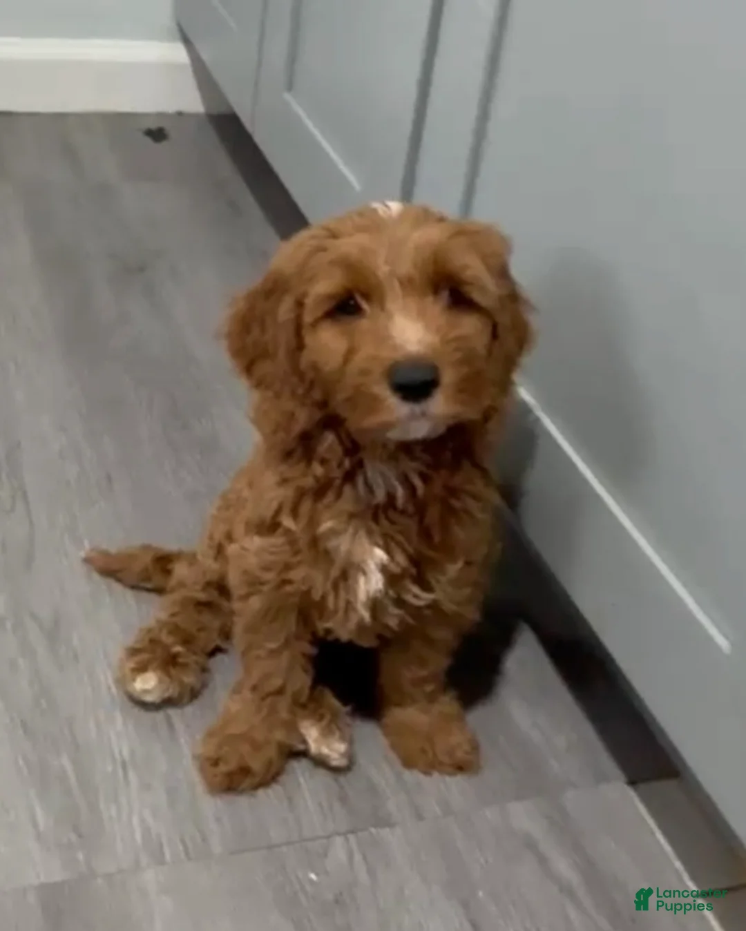 Mini Goldendoodle dogs for sale: Mini Goldendoodle milo - Ad 2