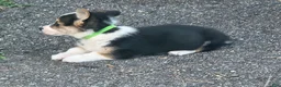 Welsh Corgi Pembroke dogs for sale: Green Male - Ad 2