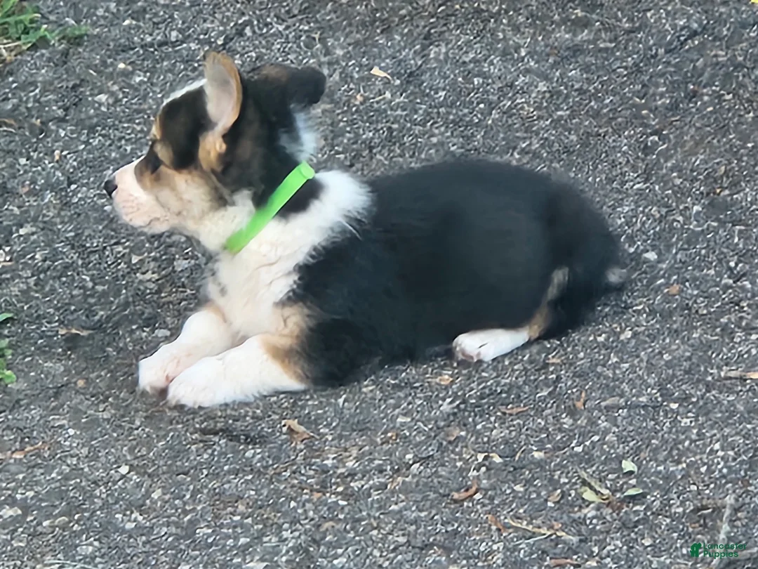 Welsh Corgi Pembroke dogs for sale: Green Male - Ad 2