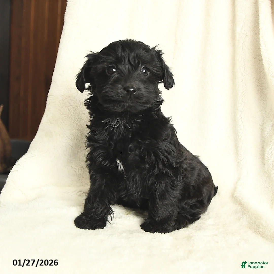 Yorkiepoo dogs for sale: Daisy - Ad 2