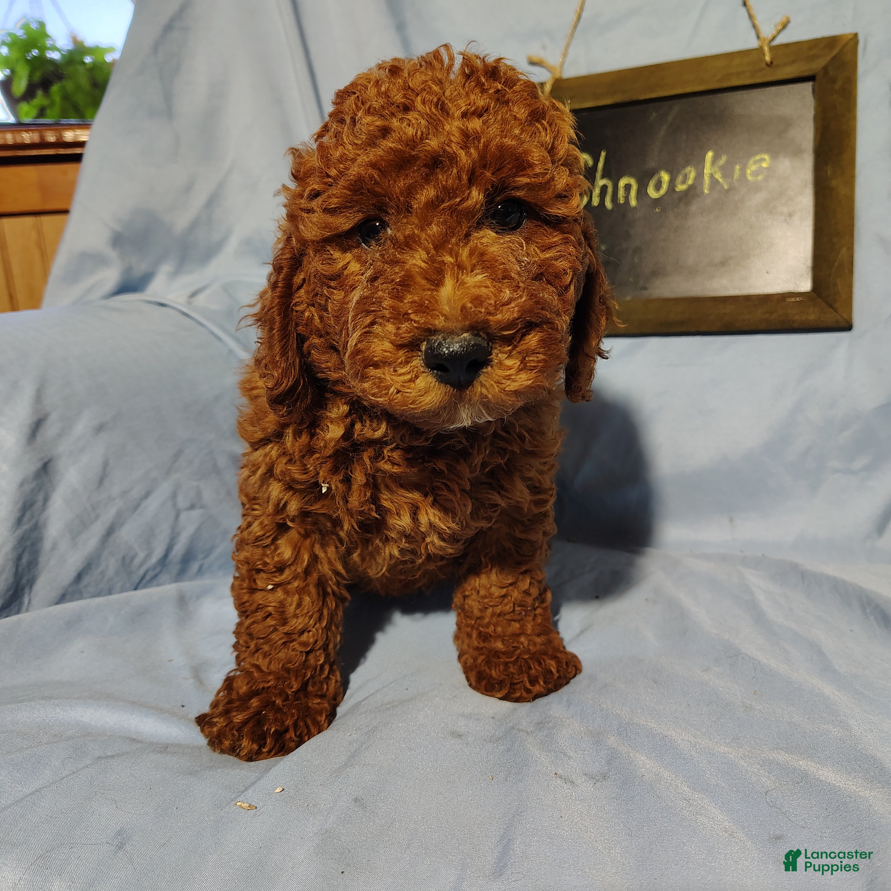 Mini Goldendoodle dogs Shnooki - Ad 1