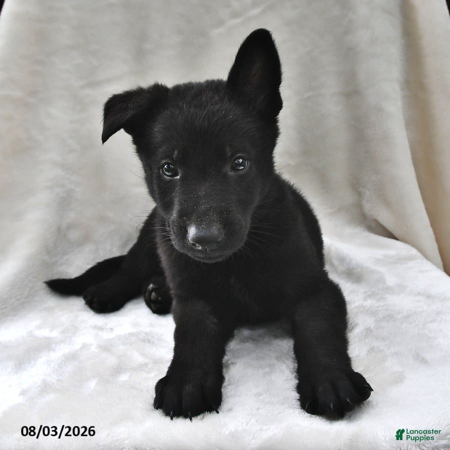 German Shepherd dogs Bandit - Ad 2