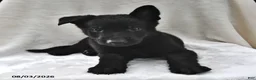 German Shepherd dogs for sale: Bandit - Ad 2