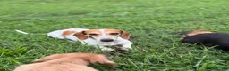 Miniature Dachshund dogs for sale: Willy  - Ad 10