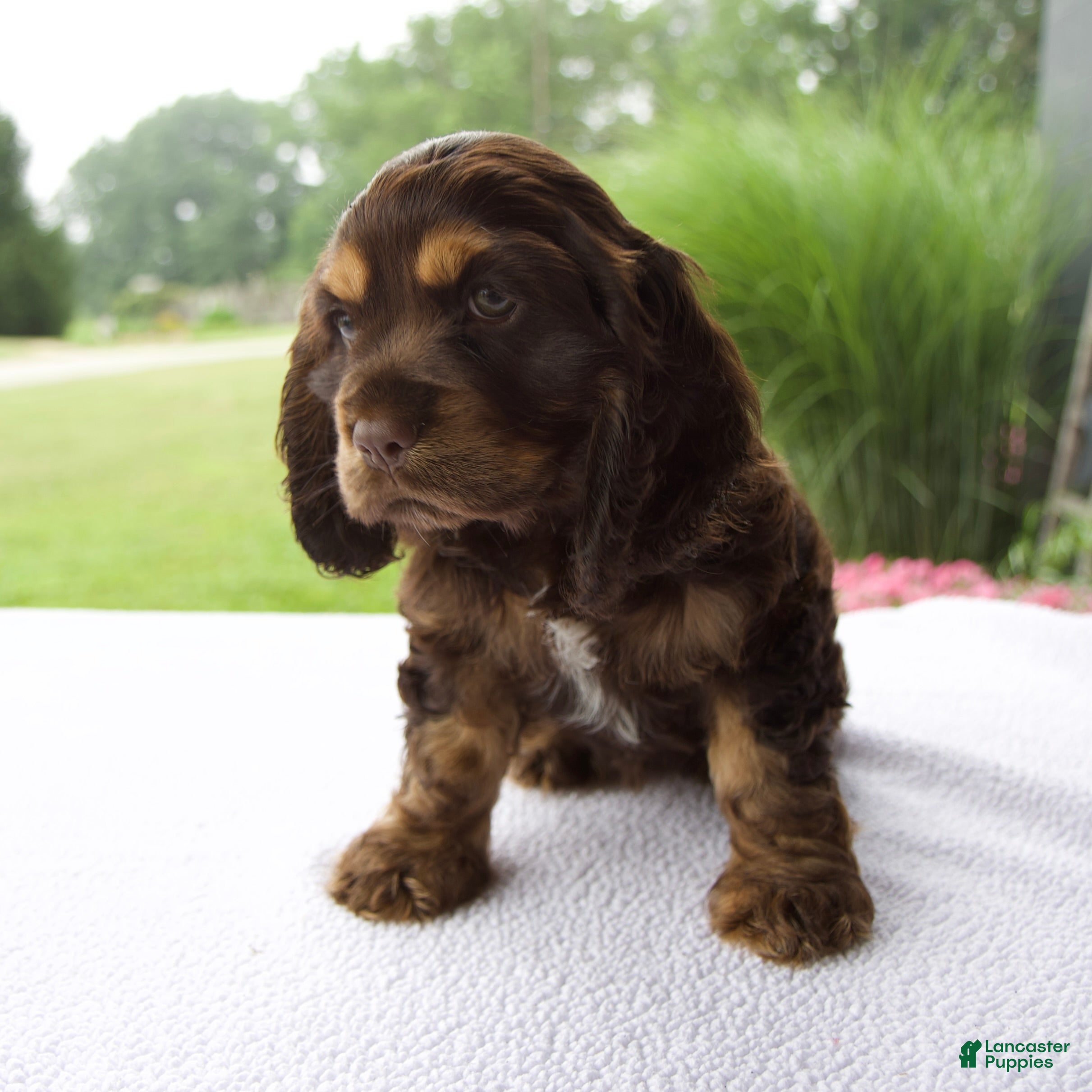 Cocker Spaniel dogs Chloe - Ad 1