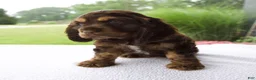 Cocker Spaniel dogs for sale: Chloe - Ad 1