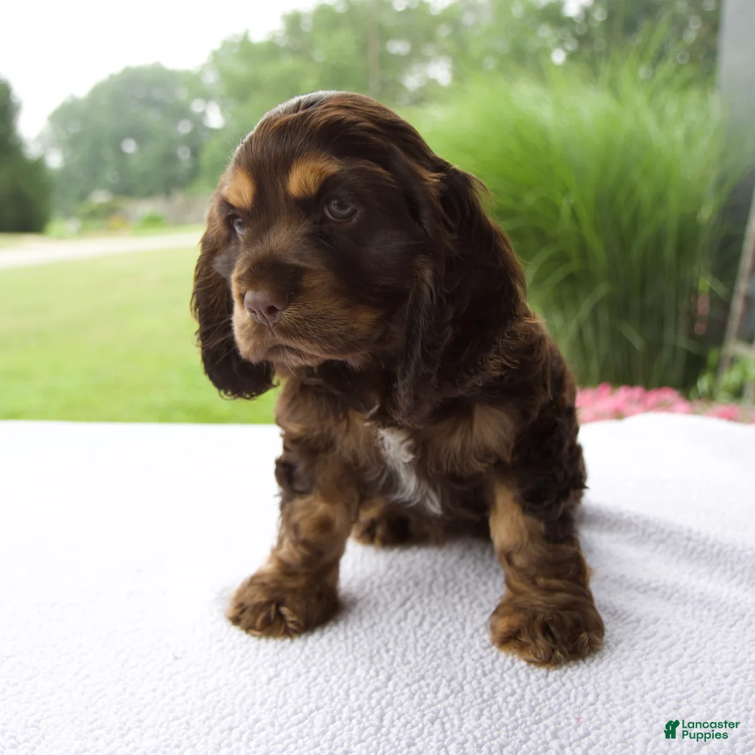 Cocker Spaniel dogs for sale: Chloe - Ad 1