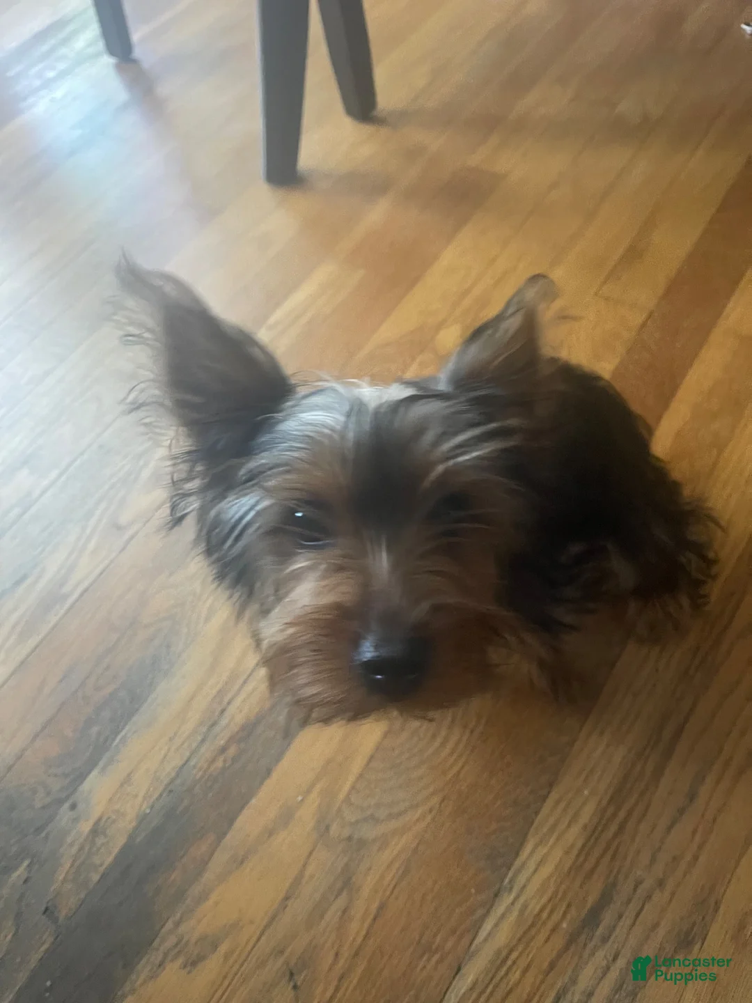 Yorkshire Terrier dogs for sale: Fiona - Ad 2