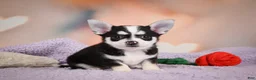 Chihuahua dogs for sale: MARY JO - Ad 3