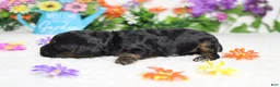 Cockapoo dogs for sale: Rocky  - Ad 6