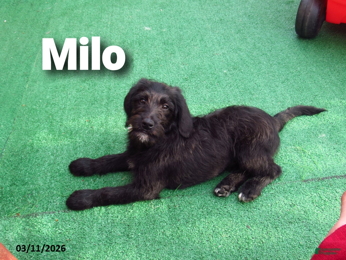 Labradoodle dogs Milo - Ad 1