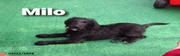 Labradoodle dogs for sale: Milo - Ad 3