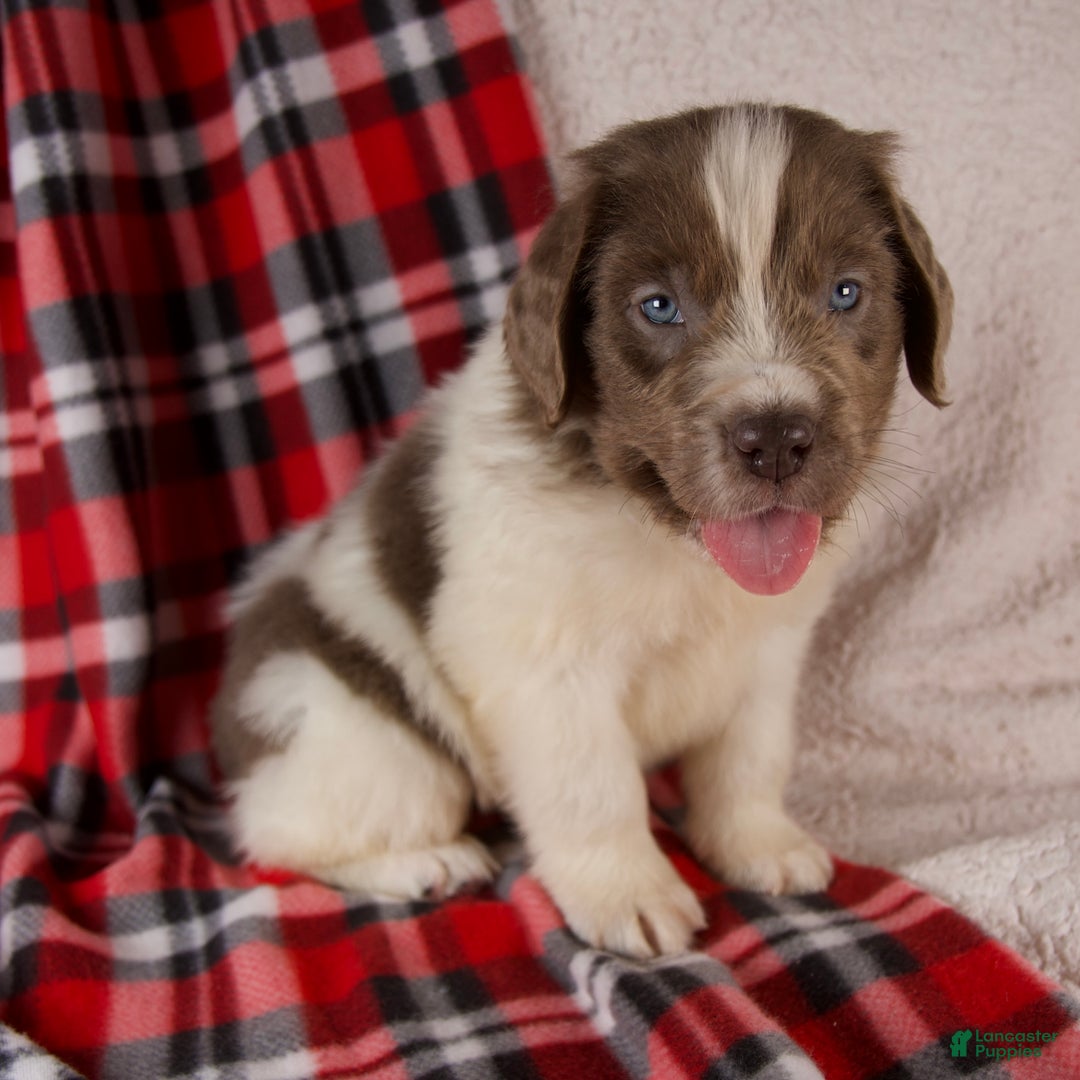 Newfoundland dogs for sale: Finley - Ad 6