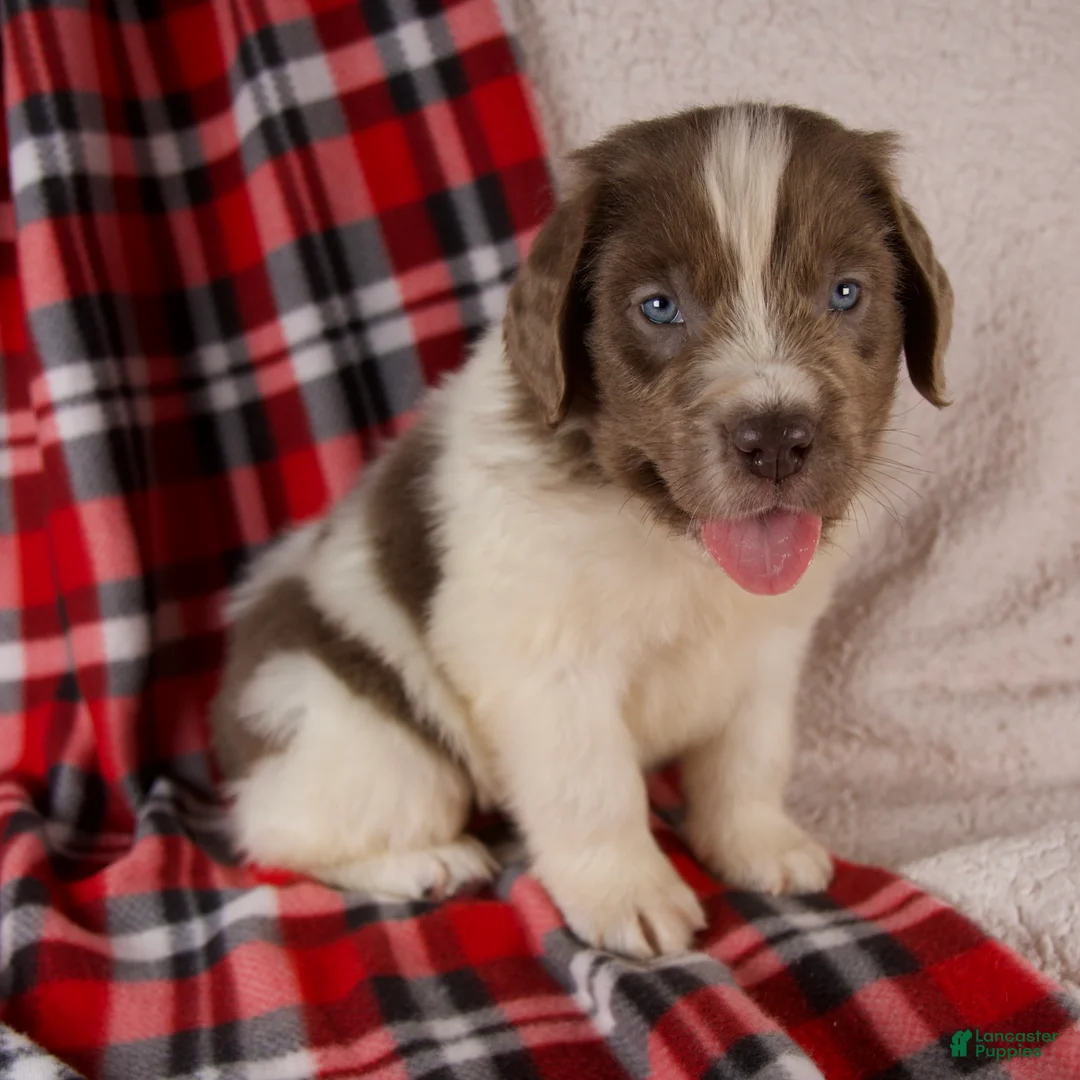 Newfoundland dogs for sale: Finley - Ad 6