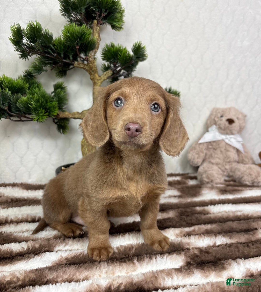 Miniature Dachshund dogs for sale: Dakota  - Ad 3