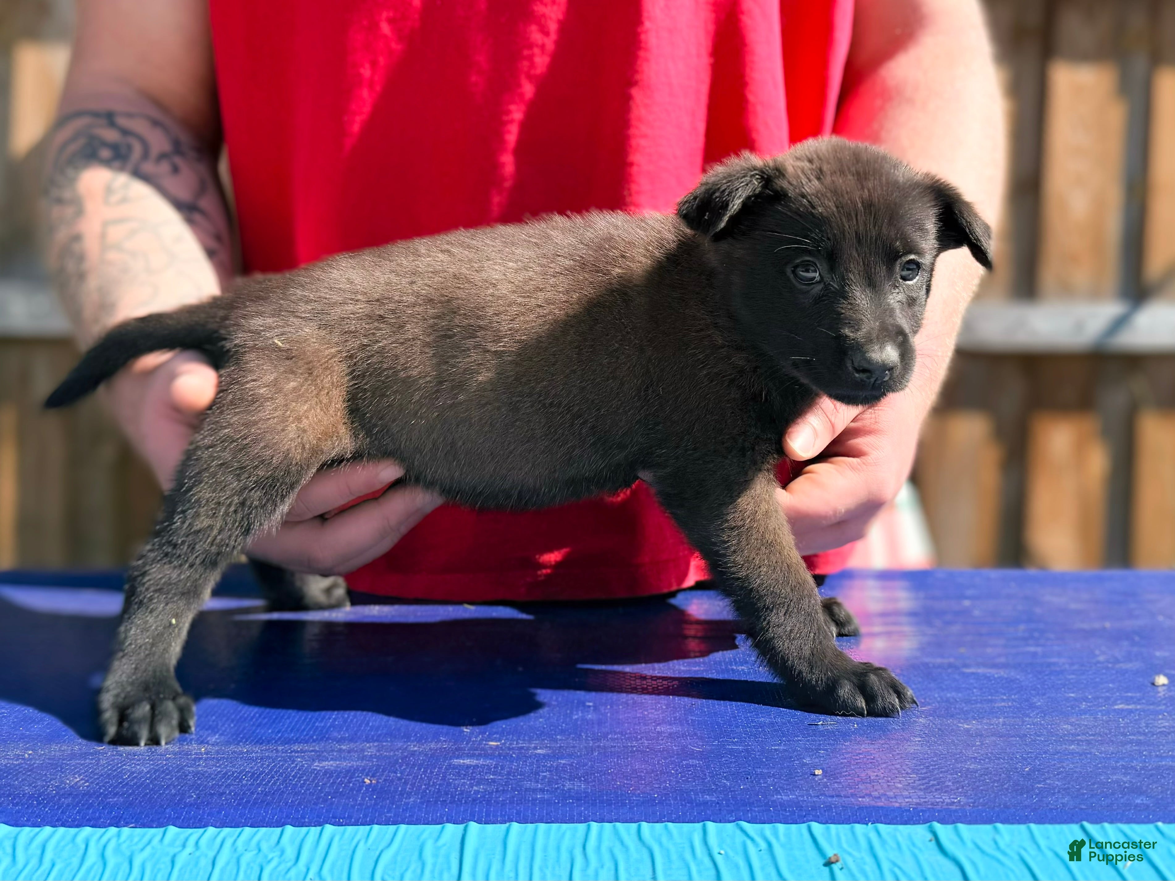 Belgian Malinois dogs AKC Belgian Malinois - Purple Collar - Ad 5