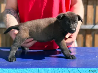 Belgian Malinois dogs AKC Belgian Malinois - Purple Collar - Ad 5