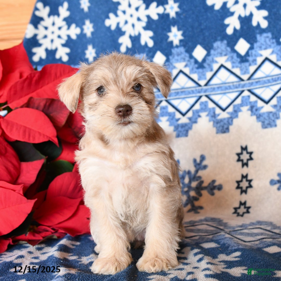 Miniature Schnauzer dogs for sale: Opal - Ad 3