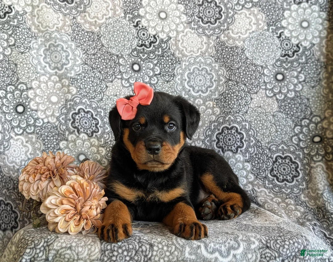 Rottweiler dogs for sale: Darbie - Ad 8