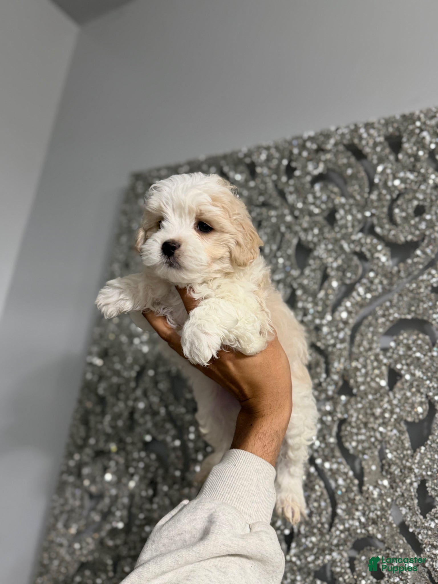 Maltipoo dogs Luke - Ad 18