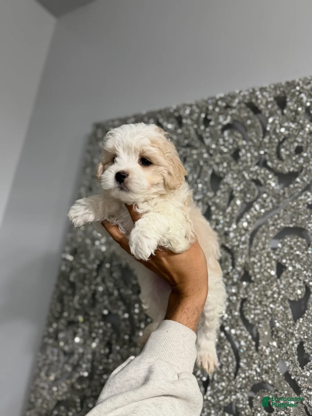 Maltipoo dogs for sale: Luke - Ad 1