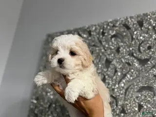 Maltipoo dogs Luke - Ad 18