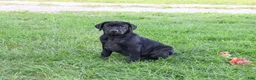 Labrador Retriever dogs for sale: Shawn  - Ad 4