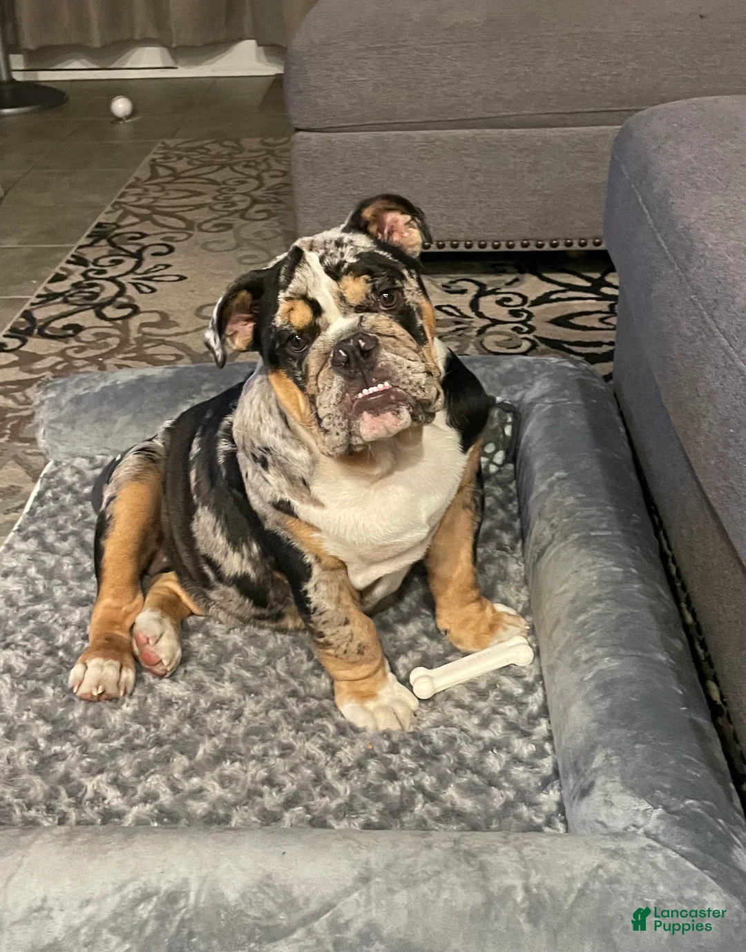English Bulldog dogs for stud: Diesel - Ad 8