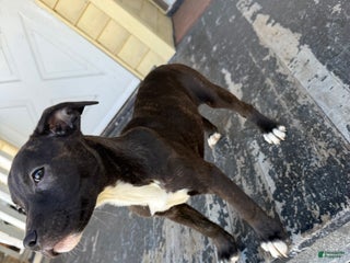 American Pit Bull Terrier dogs - Ad 14