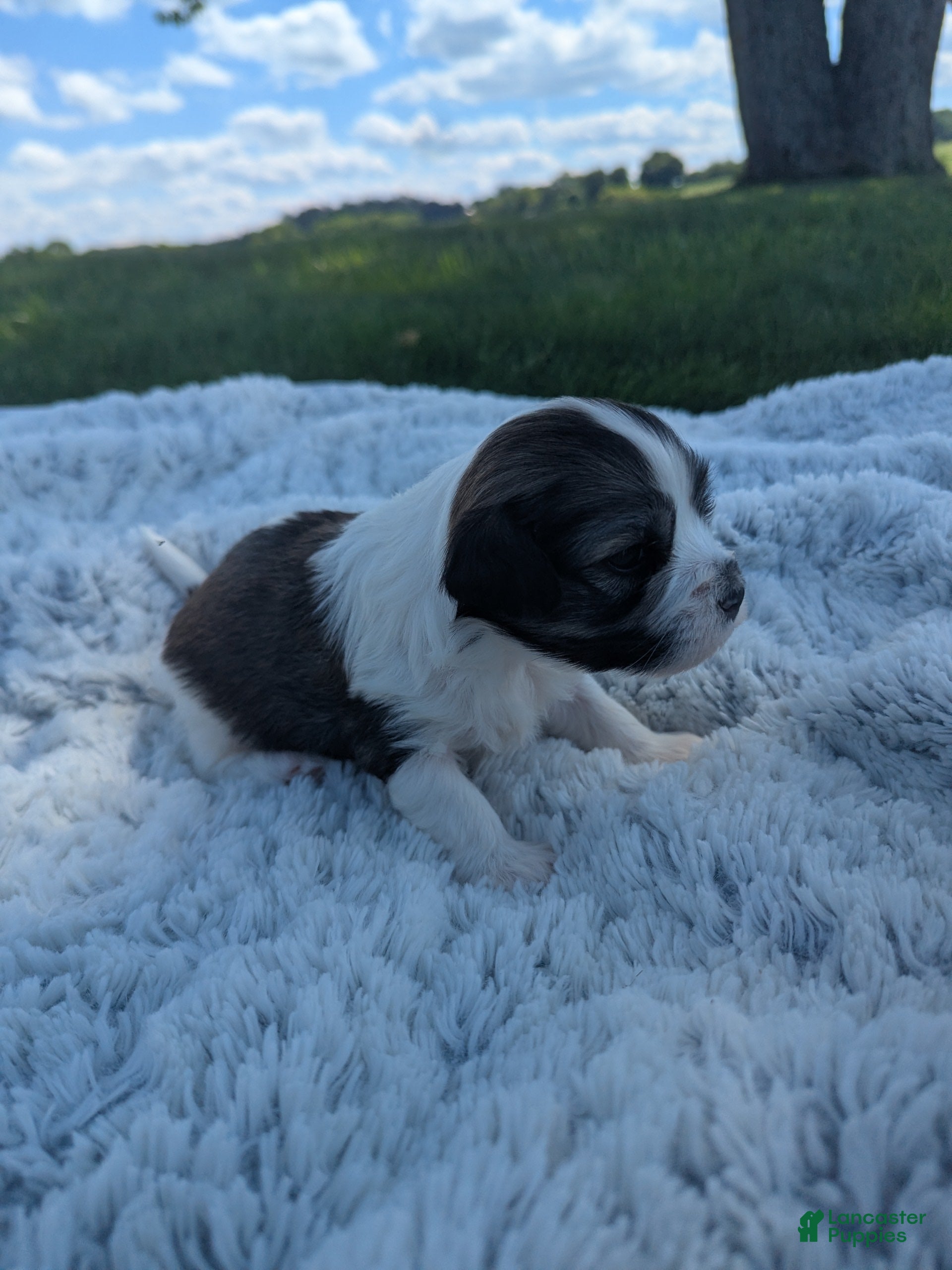 Havanese dogs Waffles  - Ad 1
