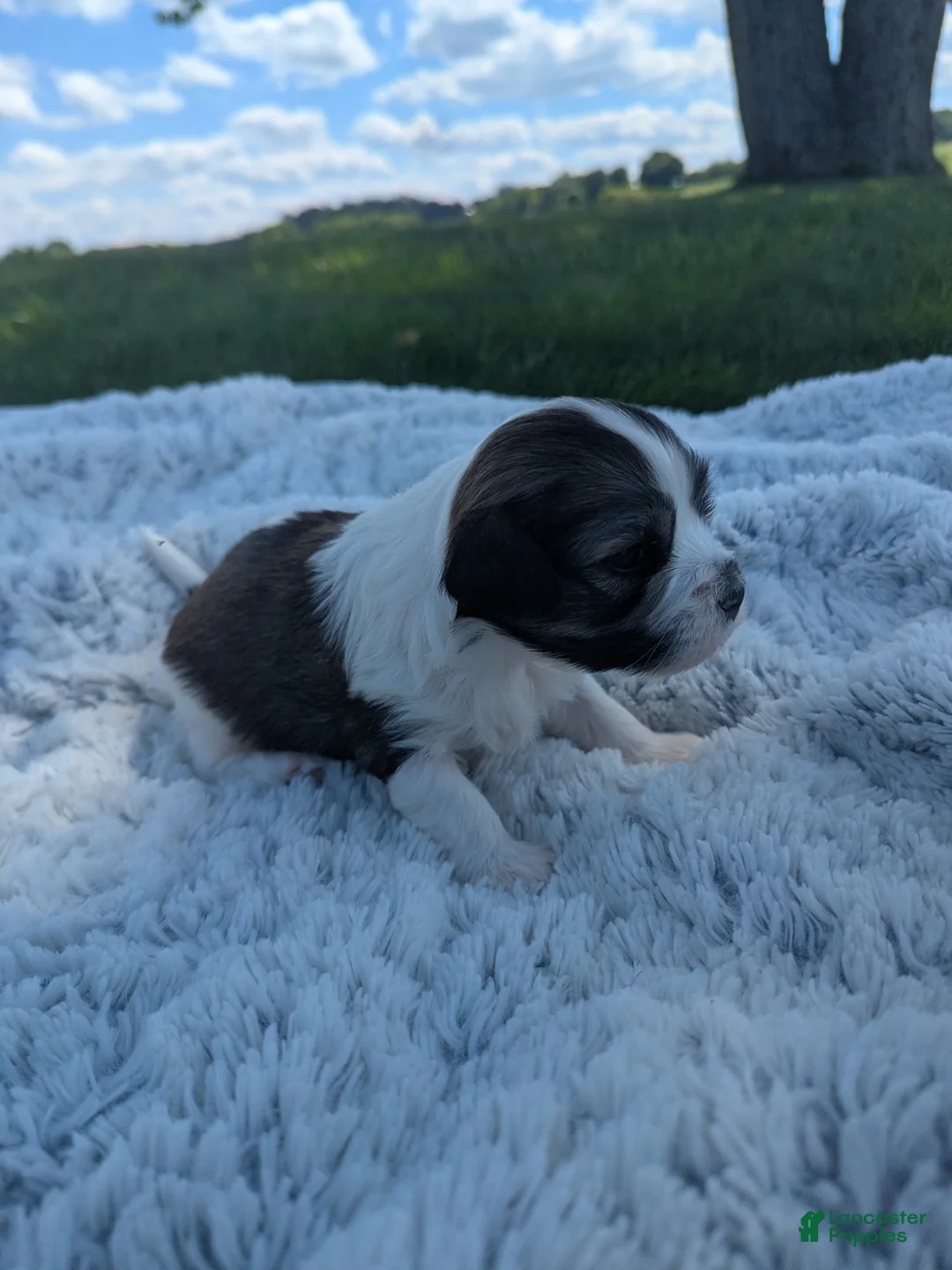 Havanese dogs for sale: Waffles  - Ad 1