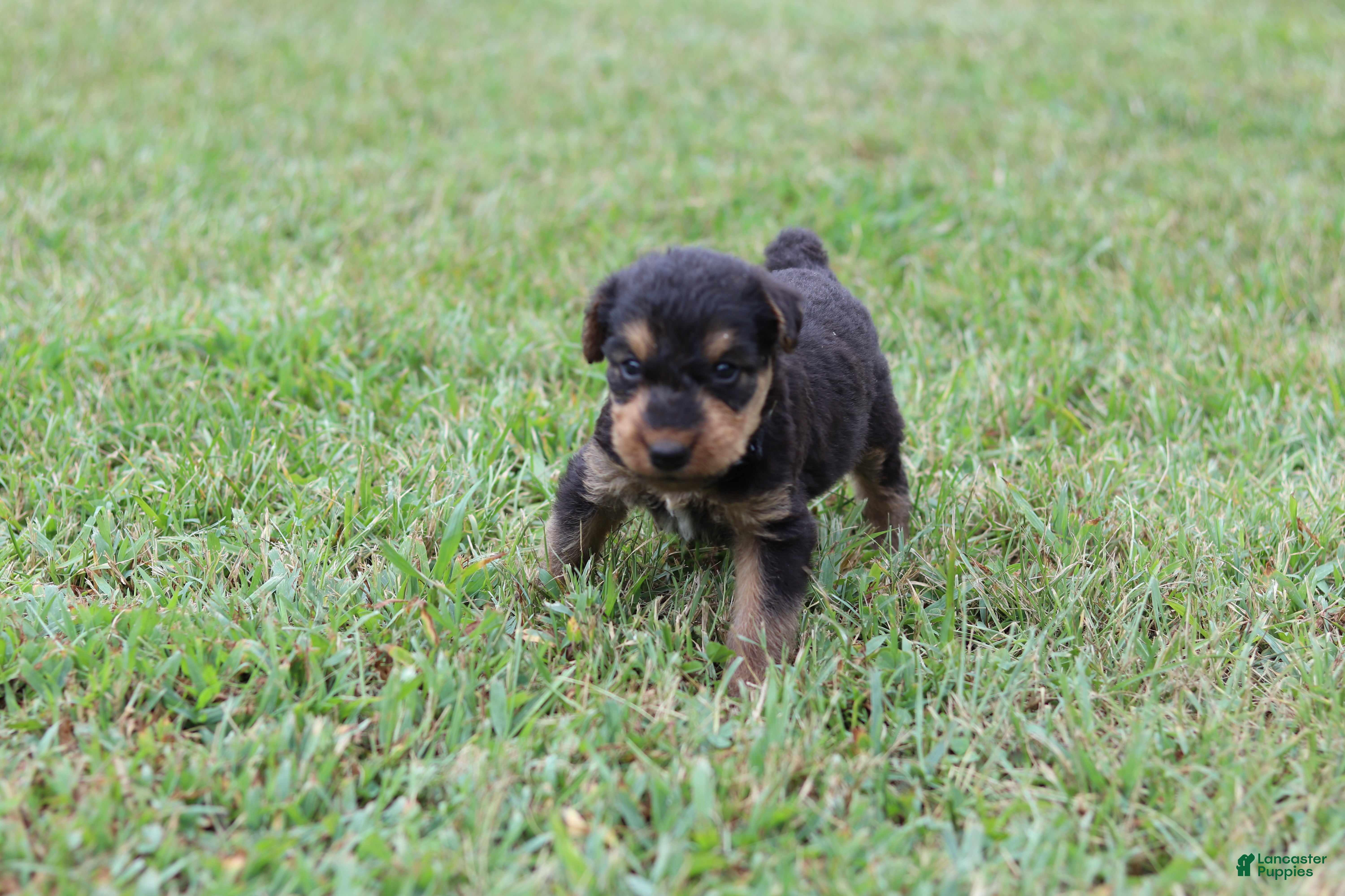 Airedale Terrier dogs AKC Tootsie  - Ad 2