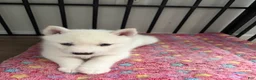 Pomsky dogs for sale: Winter  - Ad 3